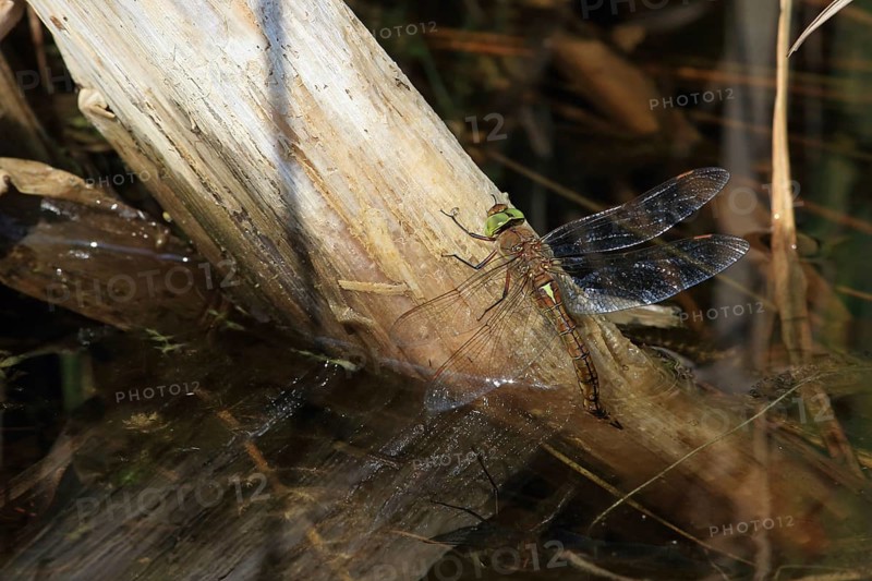 Norfolk green-eyed hawker