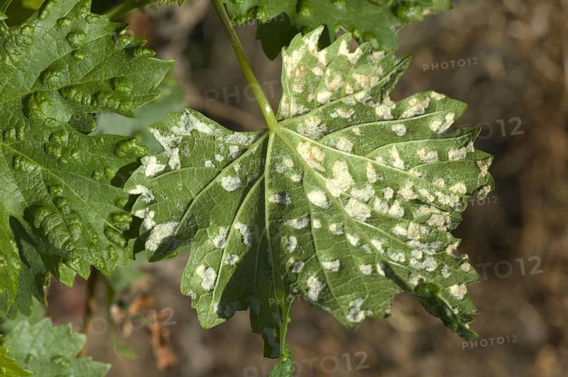 Grapevine blister mite