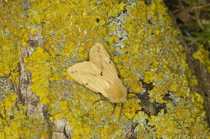 Buff Ermine
