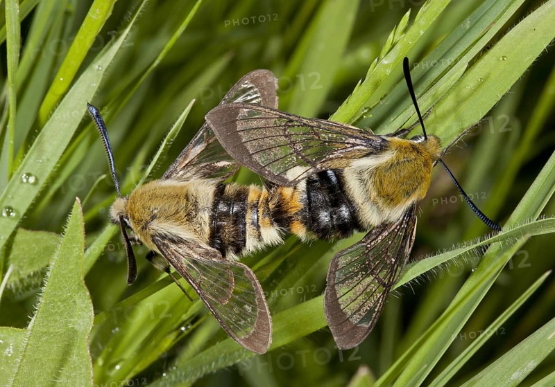 Narrow-bordered Bee Hawkmoth