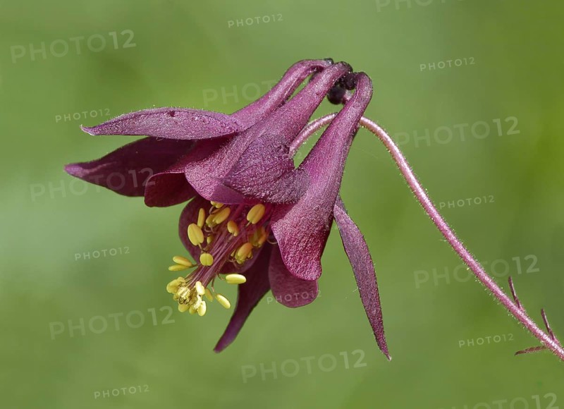 Dark dark columbine