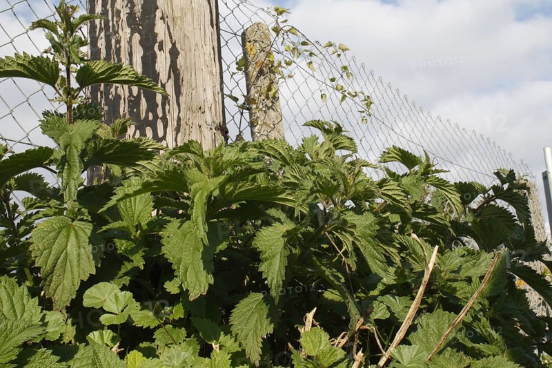 Leaves of stinging nettle