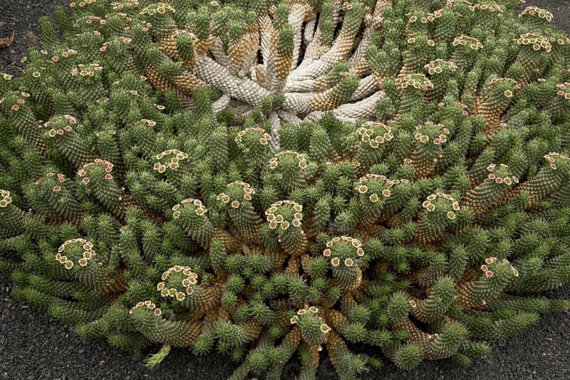 Medusa's head