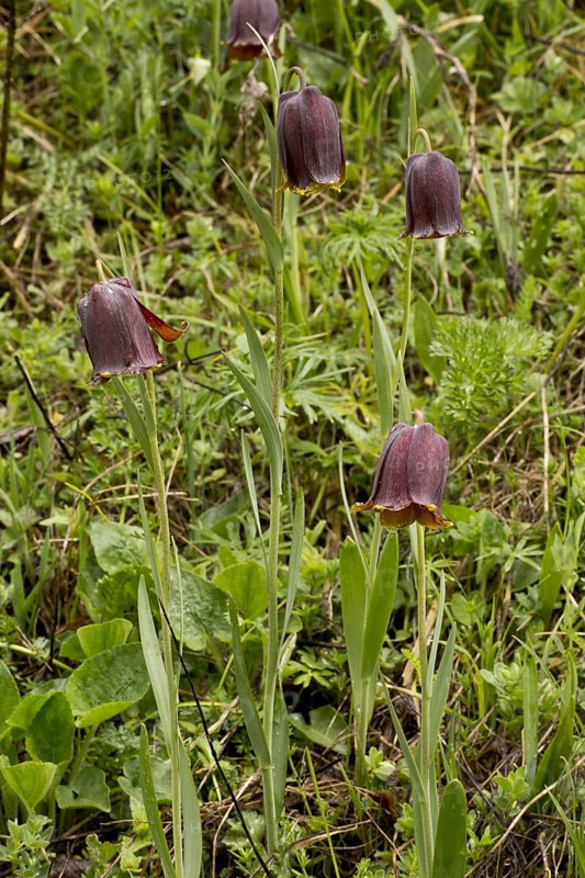 Pyrenean Fritillary