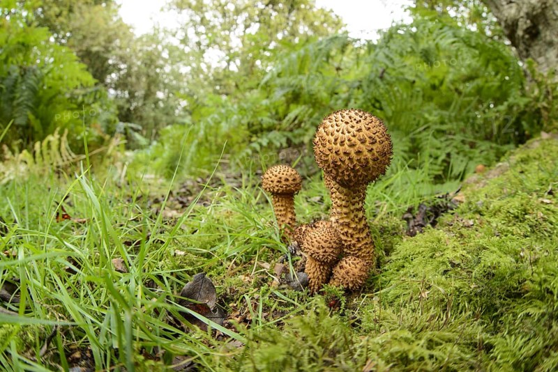Shaggy Scalycap