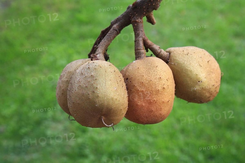 Red Horse Chestnut