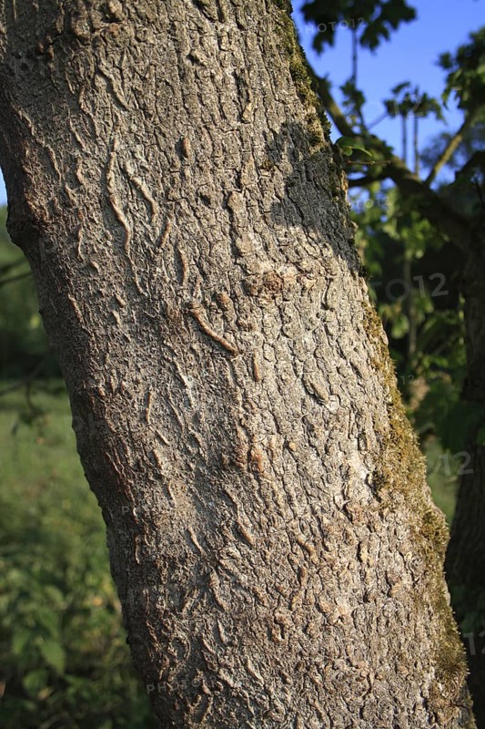 Field maple