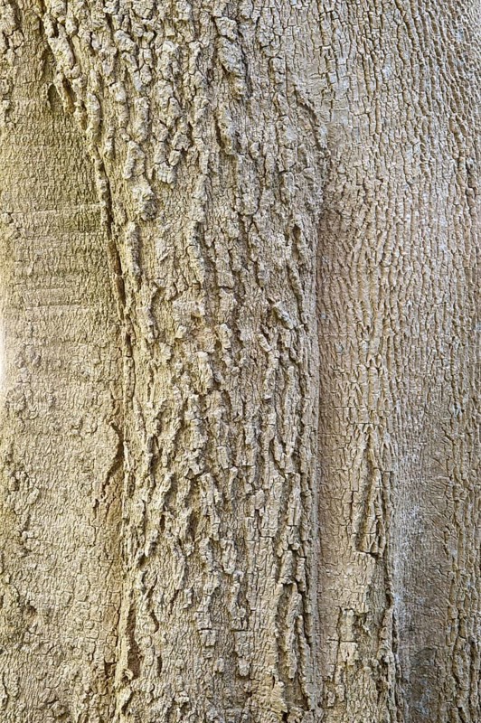 Quinine tree