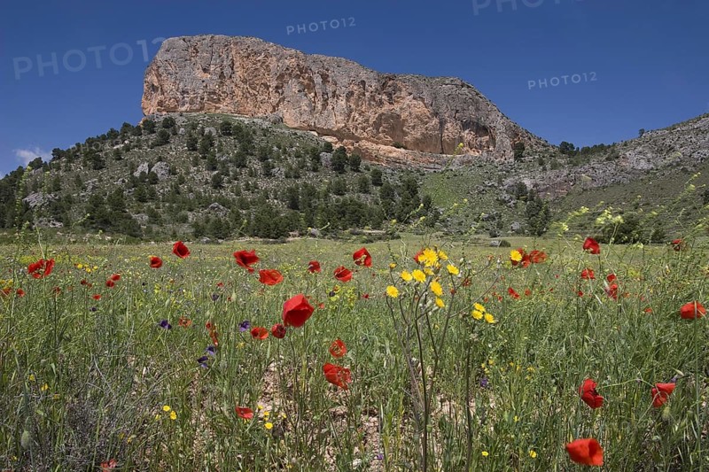 Wildflowers on site