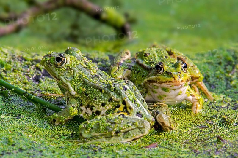 Two edible frogs