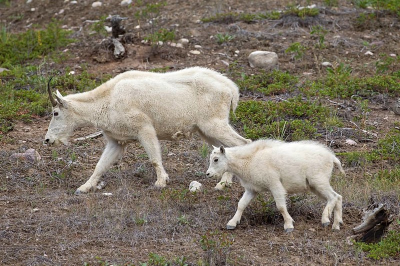 Rocky Mountain mountain goat