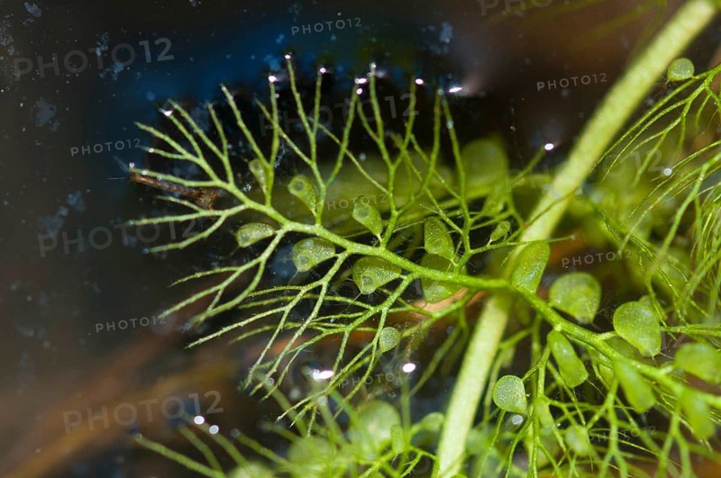 (Utricularia vulgaris)