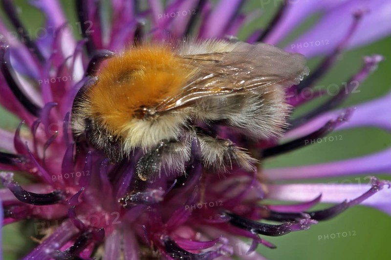Field bumblebee