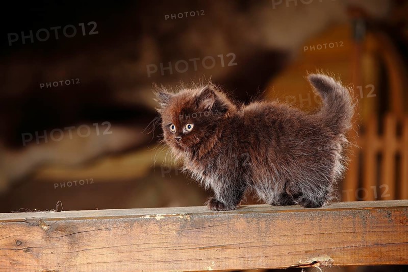 British Longhair
