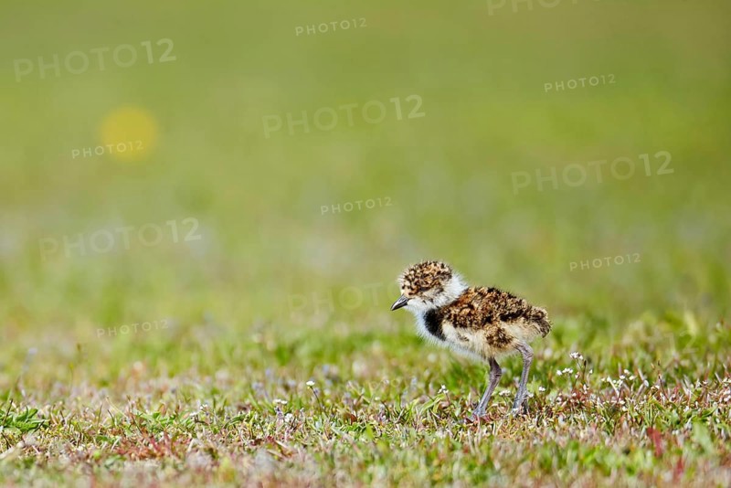 Southern lapwing