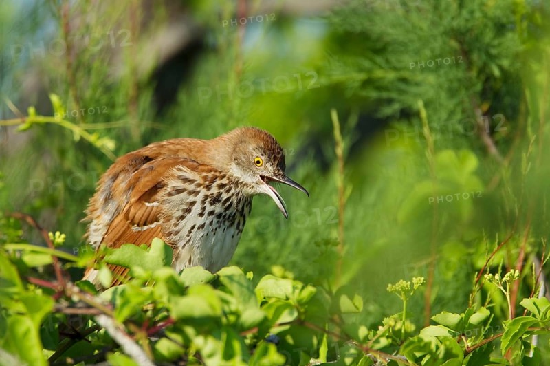 Brown thrasher