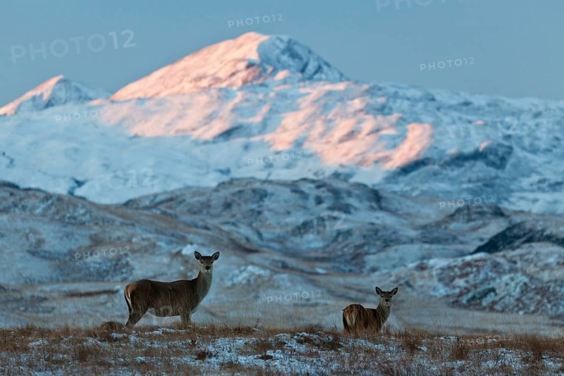 Red deer