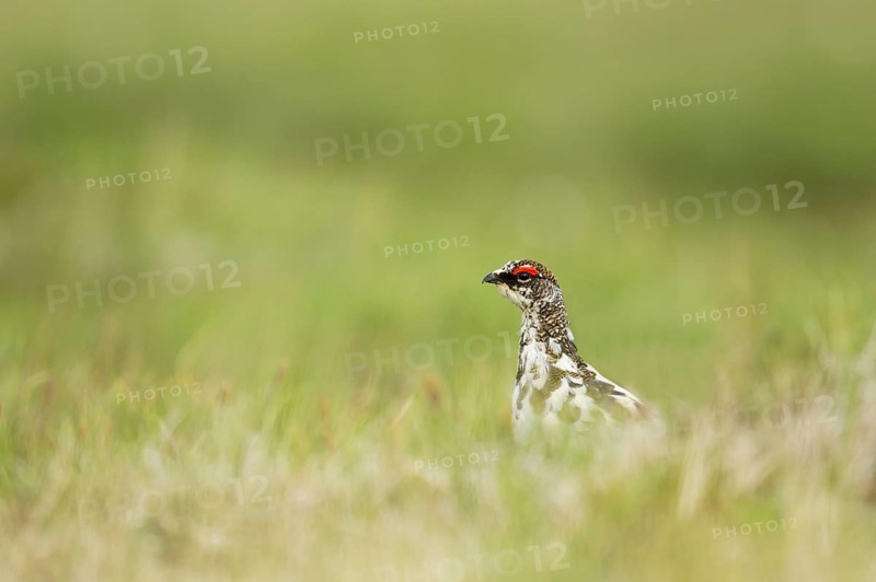 Rock ptarmigan
