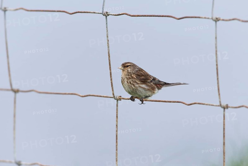Pygmy twite