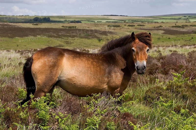 The Exmoor pony is a breed of horse native to the British Isles
