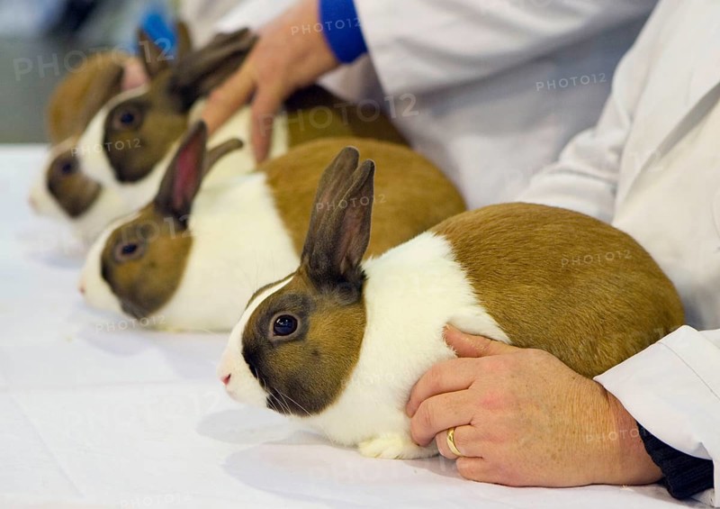 Domestic rabbit