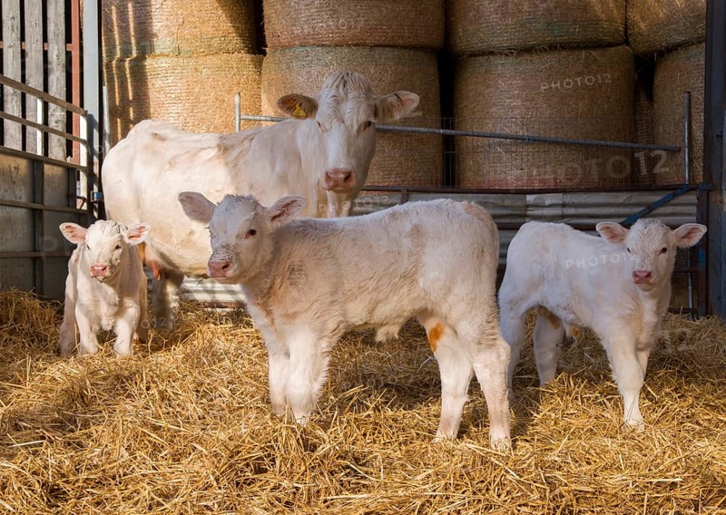 Domestic cattle