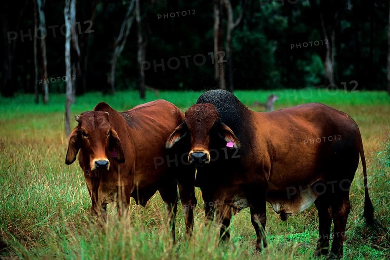 Zebu cattle