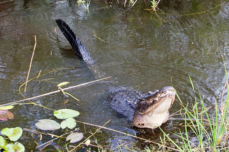 American alligator
