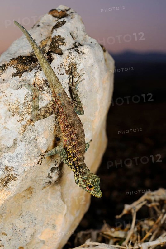 Haggier Massif Rock Gecko