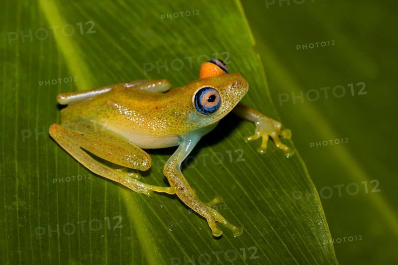 Madagascar Frog