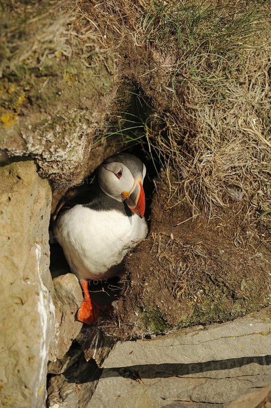 Puffin