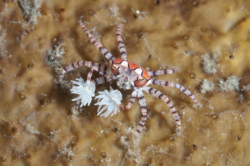 Pom-pom crabs