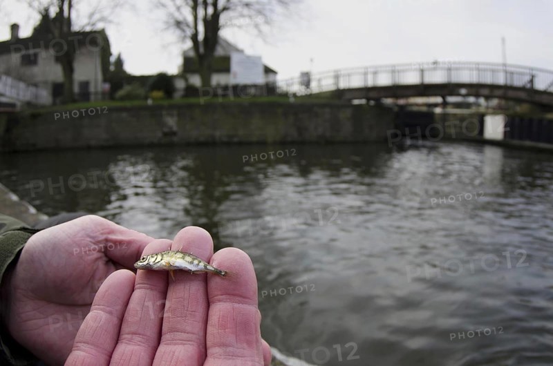 Three-spined stickleback