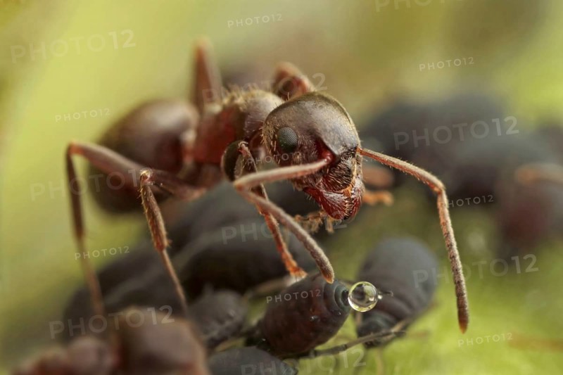 Black Garden Ant