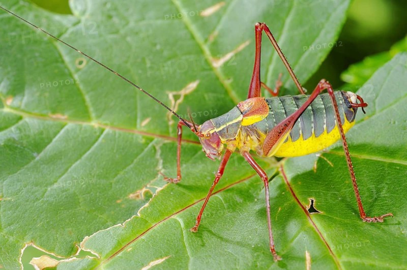 Bush-cricket