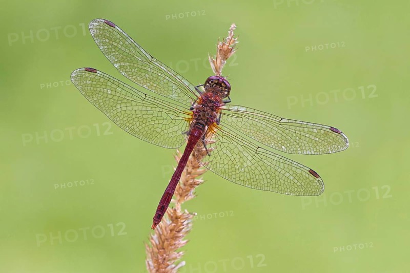 Ruddy Darter