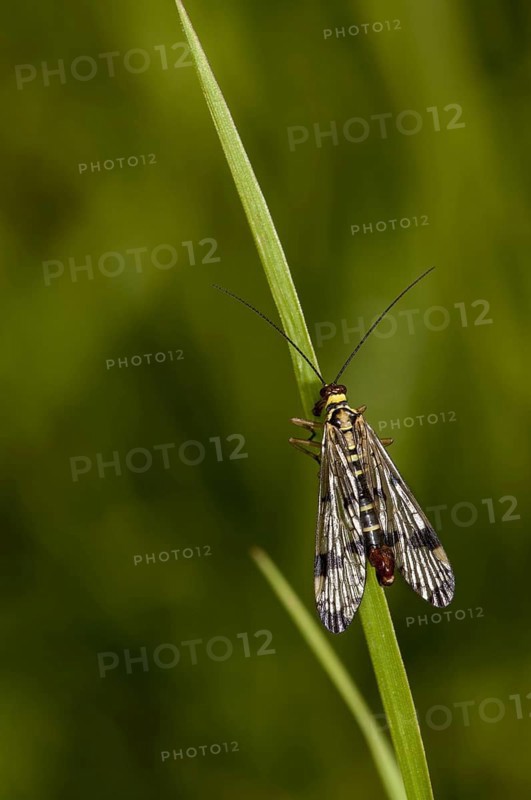 Common Scorpionfly