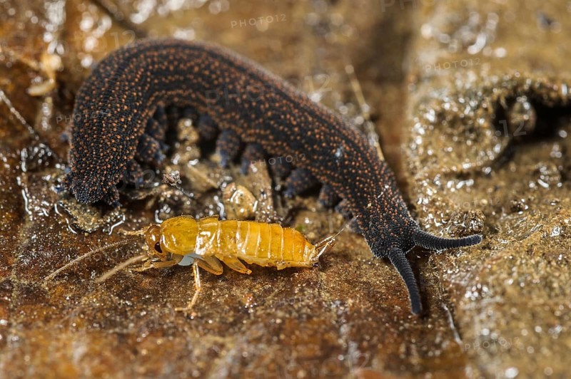 Adult New Zealand velvet worm