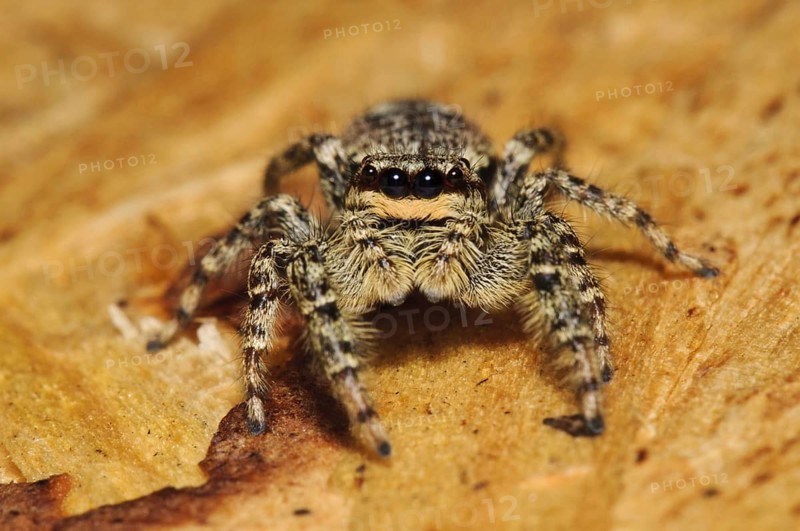 Fencepost Jumping Spider