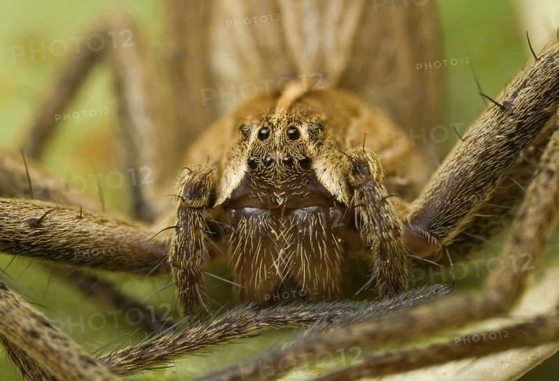 Nursery-web Spider