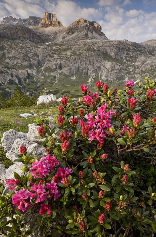 Hairy alpenrose