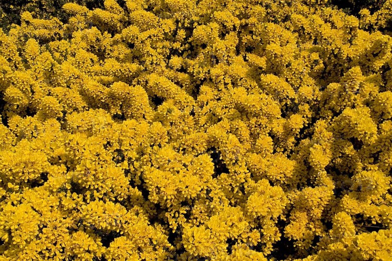 Broom blossom in May