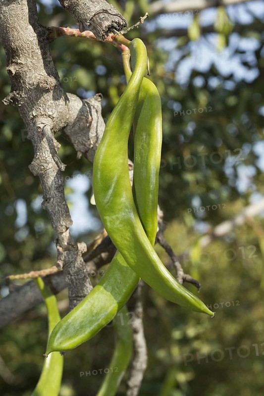 Carob