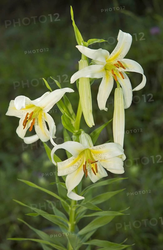 Wild Lily
