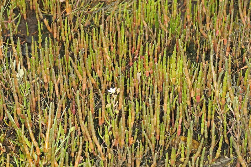 Perennial Glasswort