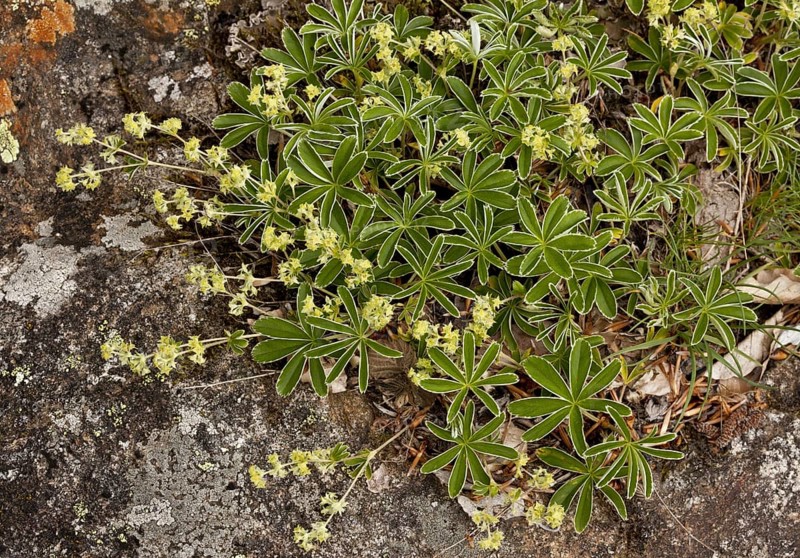Silvery Lady's-mantle