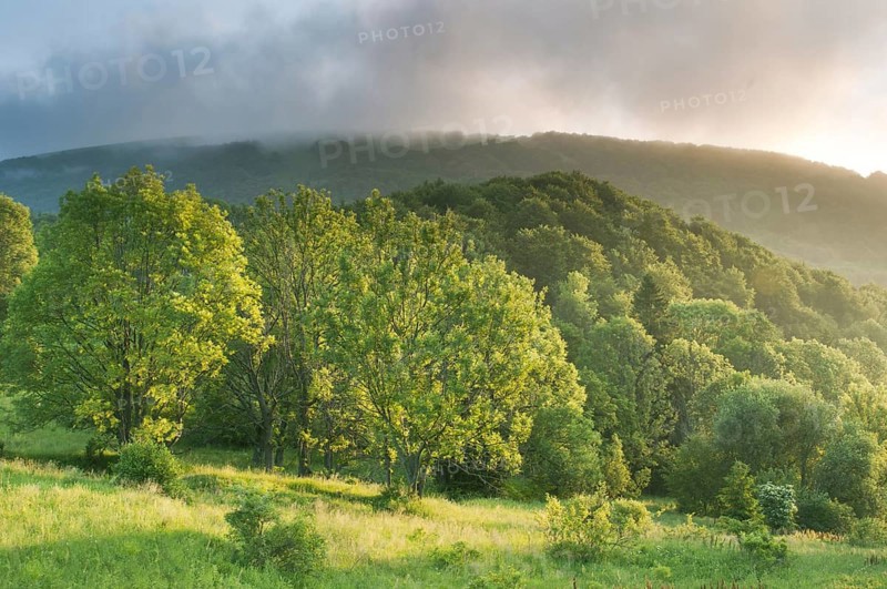View of montane meadow and forest habitat at sunrise