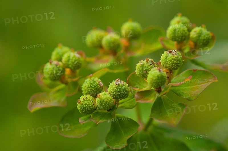 (Euphorbia verrucosa)