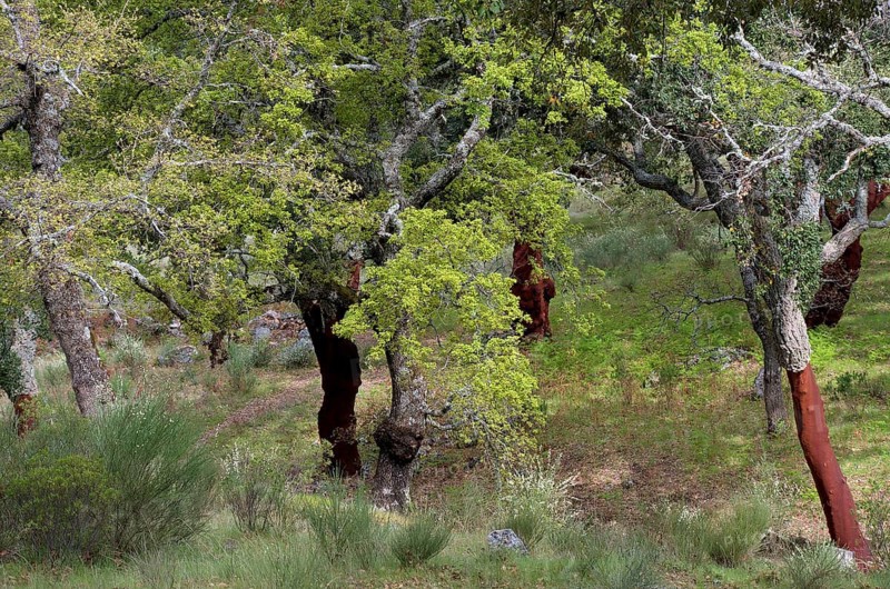 Cork oak