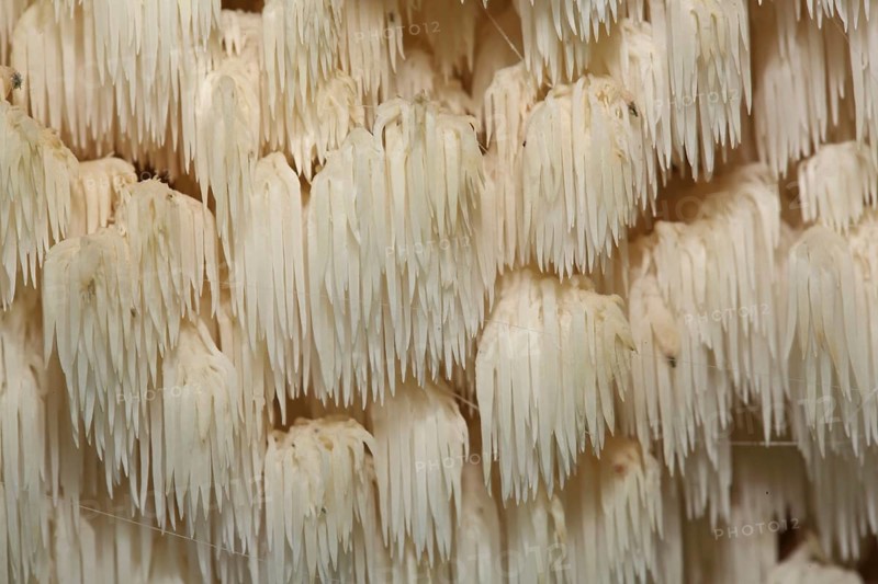 Prickly Beech Beard
